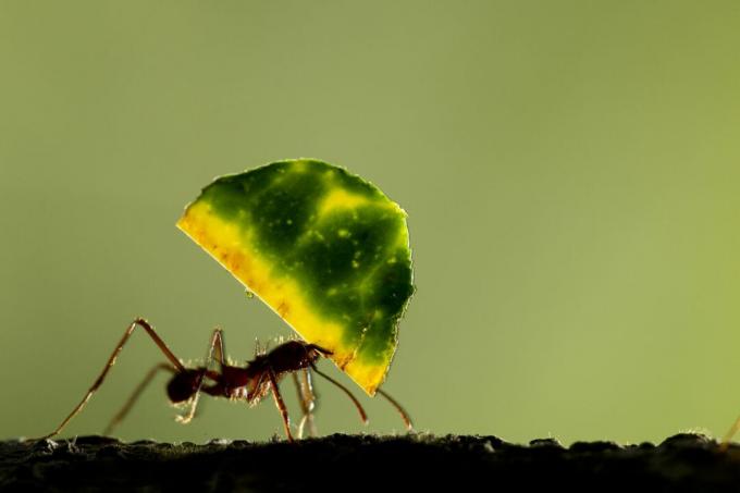 Semut Pemotong Daun, Kosta Rika