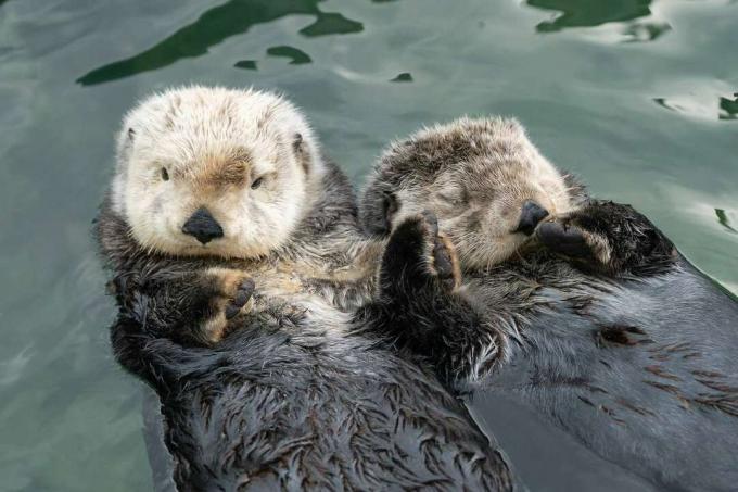 Screenshot van otters die elkaars hand vasthouden van virale video