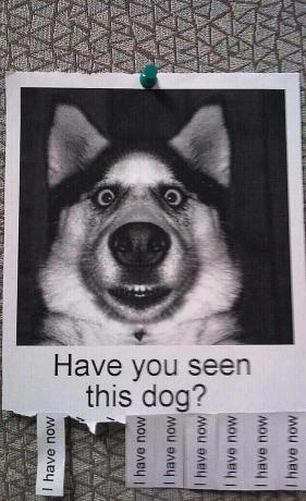 Cartaz de cachorro perdido