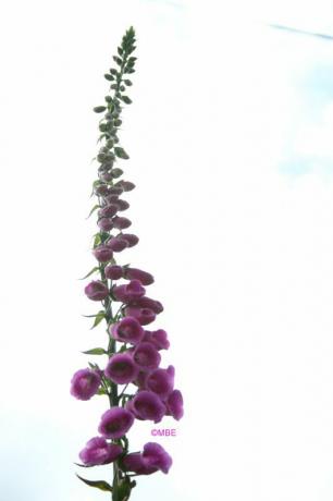 ภาพถ่ายอ้างอิงสำหรับศิลปิน: ดอกไม้: Foxglove