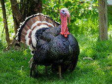 Turčija za zahvalni dan