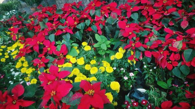 Poinsettias et fleurs jaunes