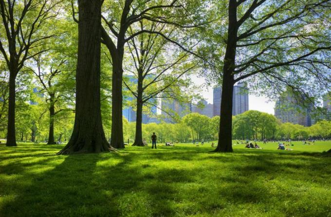 stor græsplæne i central park