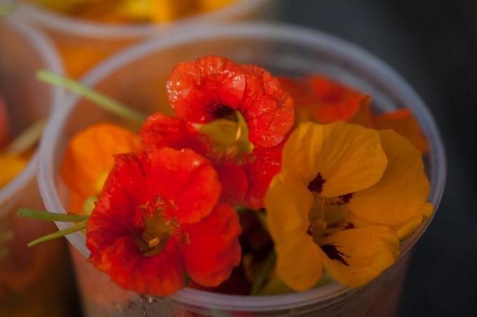 Ätbara blommor Nyplockad Nasturtium