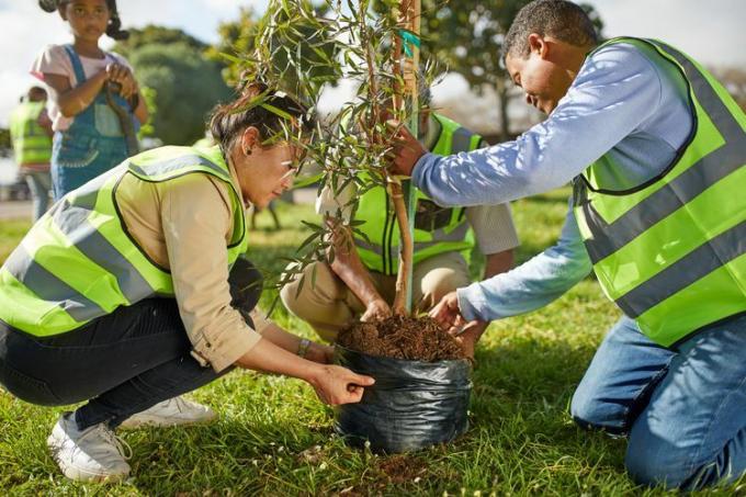 Un grupo de voluntarios plantando un árbol juntos en un parque.