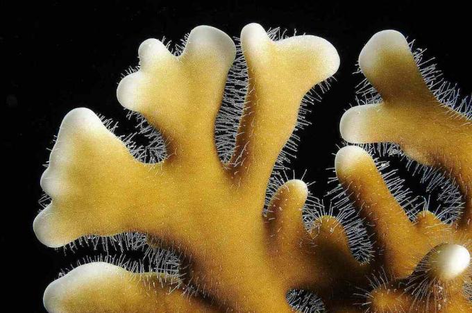 פוליפים של אלמוגים אש