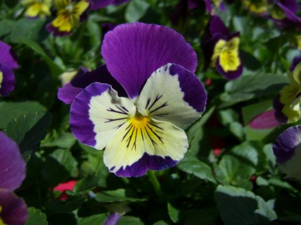 Flower Reference Photos for Artists: Pansy