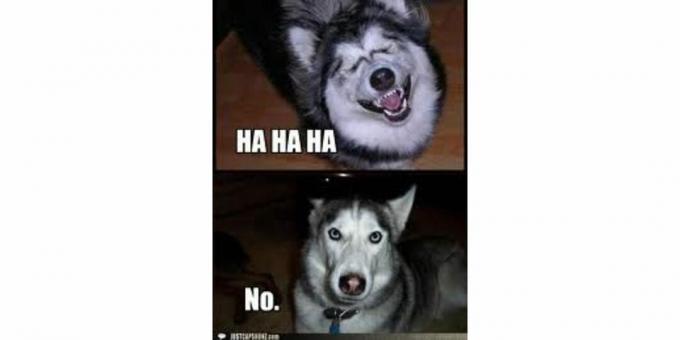 øverste panel: grinende hund med billedteksten: ha ha ha; bundpanel: seriøs hund med billedtekst: Nej.