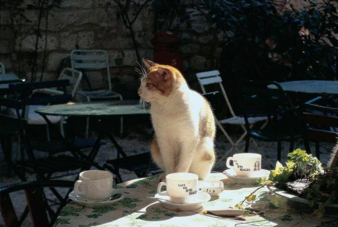 Kot na stoliku na patio w kawiarni