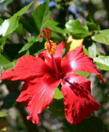 Sanatçılar için Referans Fotoğraflar: Flowers Red Hibiscus